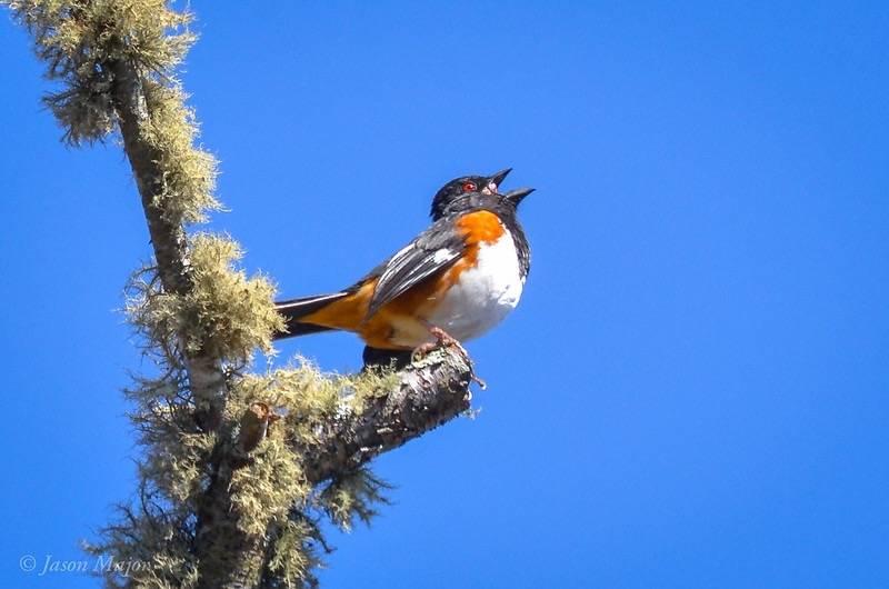 Jason Major (jpmajor@me.com)